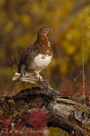 Female Willow ptarmigan in fall plumage, Wrangell St. Elias National Park, Alaska.