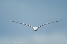 Gull
