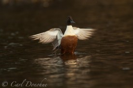 Photo of a Northern Shoveller duck, male, stretching his wings on a pond in spring, breeding plumage, Wrangell St. Elias National Park and Preserve, Alaska. (Anas clypeata)