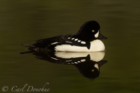 Male Barrow's Goldeneye, Wrangell-St. Elias National Park, Alaska. (Bucephala islandica)