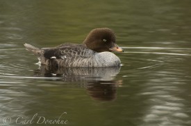 Female Barrow's Goldeneye, Wrangell St. Elias National Park, Alaska. (Bucephala islandica)