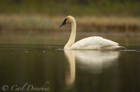 Trumpeter Swan