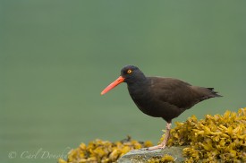 American Oystercatcher, Icy Bay, Wrangell-St. Elias National Park, Alaska. (Haematopus palliatus)