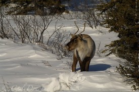 Caribou digging for snow, or cratering, near the Nutzotin Mountains.