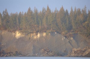 The spruce forest near the Malaspina Glacier is actually ON the Malaspina Glacier. Evident here is the spruce trees growing on ice. Spruce forest, Malaspina Glacier, Wrangell-St. Elias National Park, Alaska.