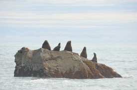 Stellar's sea lions sit on a rock offshore near Sitkagi Bluffs.