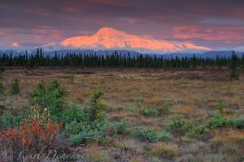Sunrise over Mt. Sanford, fall foliage in the tundra and boreal forest in the foreground, Wrangell-St. Elias National Park and Preserve, Alaska.