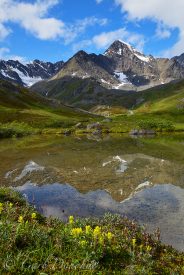 Paintbrush in the Uper Klu valley of Wrangell-St. Elias National Park, Alaska.