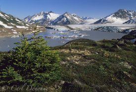 Iceberg lake, a sea of icebergs all calved off from the Tana Glacier, on the northern edge of the Bagley Icefield, the Chugach Mountains, Wrangell-St. Elias National Park, Alaska.